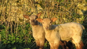 SX21944 Two lambs in morning sun.jpg